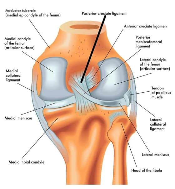 Guide  Physical Therapy Guide to Posterior Cruciate Ligament