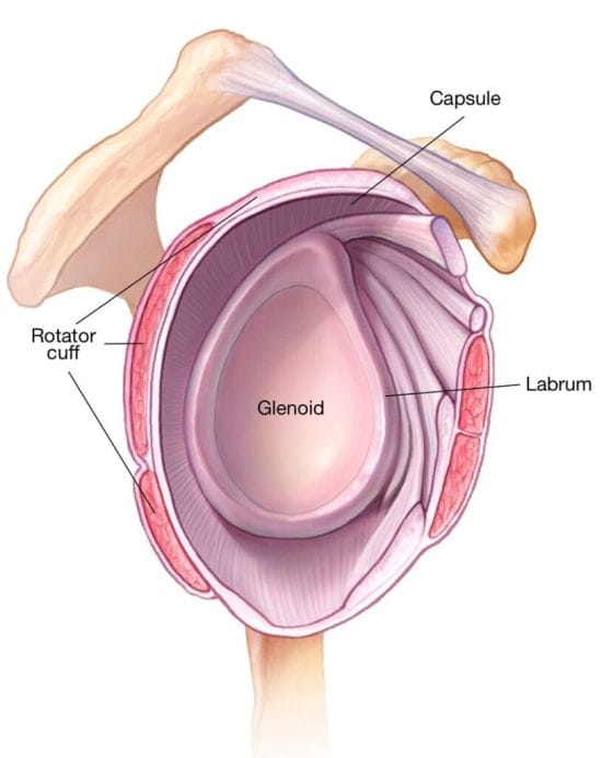 Superior labrum on sale