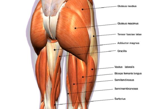 Gluteus Medius Tear, Gluteus Minimus Tear, Orthopedic Hip Specialist